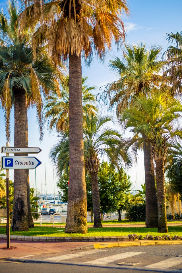 Palm trees in the Port Canto promenade