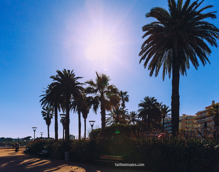 Horizon and palm trees by Faithieimages 10