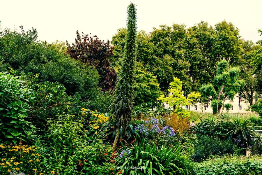 Plants in St James Park London pt.1 007